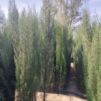 سروناز شیراز