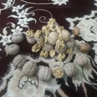 گردو خشک امسالی