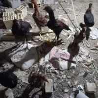 مرغ و خروس و جوجه لاری|حیوانات مزرعه|خمینی‌شهر, |دیوار