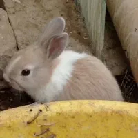 بچه خرگوش|موش و خرگوش|مشهد, رضاشهر|دیوار