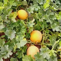 اجاره زمین کشاورزی چاه برقی بارانی وهم قرقابی|اجارهٔ دفتر صنعتی، کشاورزی، تجاری|شوش, |دیوار