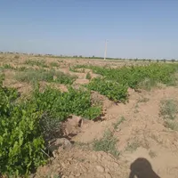 فروش قسطی یا مبادله ای باغ انگور|فروش دفتر صنعتی، کشاورزی، تجاری|قزوین, |دیوار
