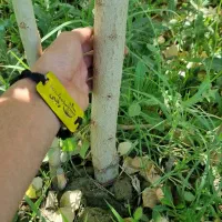 پخش سنوبر تبریزی اصل