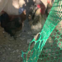 خروس سفیده بفروش میرسد جوان مرغ گیر
