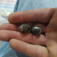 یک جفت مهره ایلامی که سمت زیگوارت چغازنبیل|جواهرات|اهواز, فرهنگ شهر|دیوار