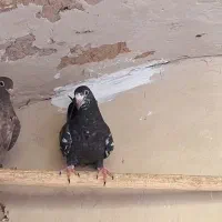 باسلام دوعددجوجه