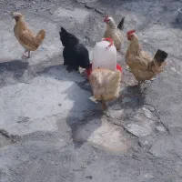 مرغ تخم گزار|حیوانات مزرعه|خوانسار, |دیوار