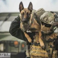 فروش مالینوز اصیل|سگ|کاشان, شهرک صنعتی کویر|دیوار