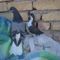 دوجفت مفلق دمگیر