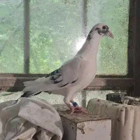 کفتر|پرنده|چناران, |دیوار