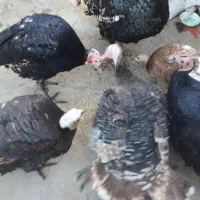 بوقلمون کیلویی ۲۳۰