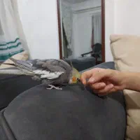 عروس هلندی نر سخنگو|پرنده|لاهیجان, خمیر کلایه|دیوار