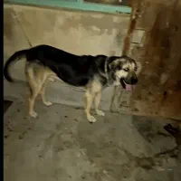 سگ سرابی اصیل