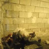 مرغ وخروس
