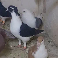 ساده کاکلی پشت سبز سینه سرخ