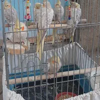 عروس هلندی جونه نزدیک یک ساله گلباقلی مرواریدی|پرنده|بروجرد, |دیوار