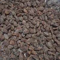 کشمش آفتابی تازه