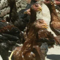 تعدادی جوجه لاری اصل فروشی