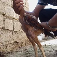 جوجه های لاری