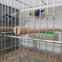 طوطی کوتوله برزیلی یووینگ بلک و ویولت سر زرد