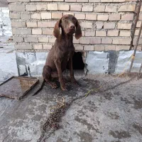 پوینتر آلمان