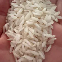 برنج امر الهی کشت دوم