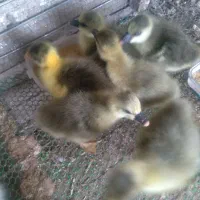 فروش جوجه غاز|حیوانات مزرعه|گلوگاه بابل (گلیا), |دیوار