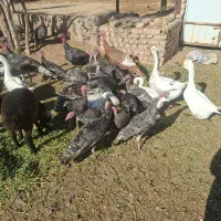 بوقلمون|حیوانات مزرعه|کرج, گلشهر|دیوار