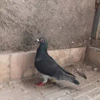 فروش دوبر ماده گرفته شده