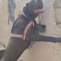سگ نگهبان فی۱۰