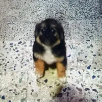 سگ شیتزو واگذاری