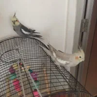 ی جفت عروس هلندی یک ساله