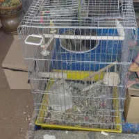 قفس طوطی عروس هلندی سایز کوچک و بزرگ شهرری دیلمان