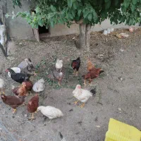 مرغ و خروس