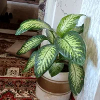 یه گل تازه وسرزنده بخاطر کمبود جا میفروشم