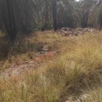 فروش نهال خرمای مضافتی حاجی آباد روستای تزرج