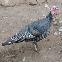 بوقلمون برنز طبیعی