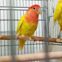 طوطی برزیلی اوپال مولد نر و ماده با تست کارداده