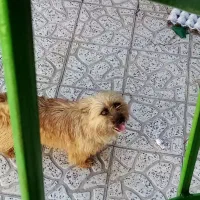 فروش سگ پاکوتا