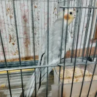 عروس سینامون|پرنده|خرم‌آباد, |دیوار