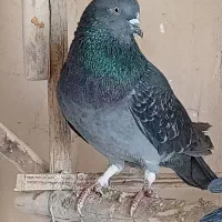 کبوتر خوب|پرنده|جعفرآباد, |دیوار