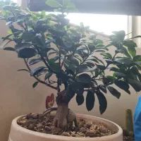 بنسای فیکوس جینسینگ کاملاسالم و پربرگ*سایز درشت)