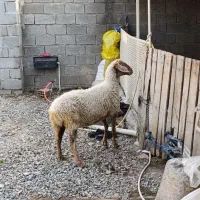 گوسفندآبستن‌دوقلوزا|حیوانات مزرعه|گرگان, |دیوار