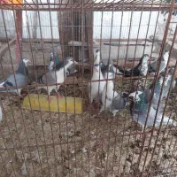 دمگیر گلین خرقه