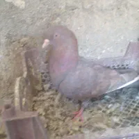 اسباب بازی|اسباب‌بازی بچه|زابل, |دیوار