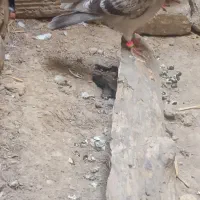 کبوتر جوجه تکپر