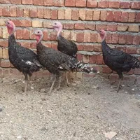 بوقلمون نر 7 ماهه|حیوانات مزرعه|سنندج, |دیوار