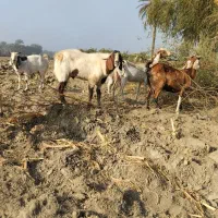 2عدد نری 3عدد بز