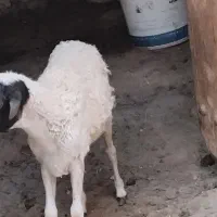 ۳عدد بز|حیوانات مزرعه|قشم, |دیوار