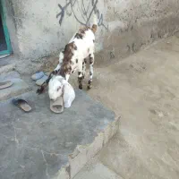 پنجاب نر رنگی برای نسل|حیوانات مزرعه|چابهار, |دیوار